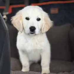 Golden retriever