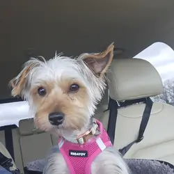 Pardi Yorkie