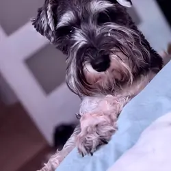 Mini Schnauzer
