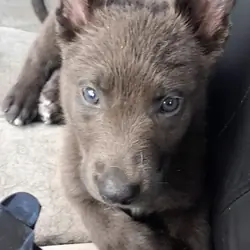 4 week german Shepard husky pit mix
