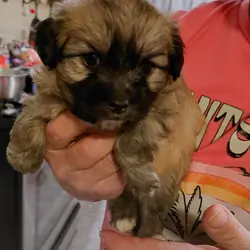 Yorkie girl