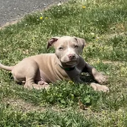 Pitbull Puppy