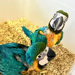 Blue and Gold macaw