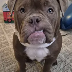 American Bully