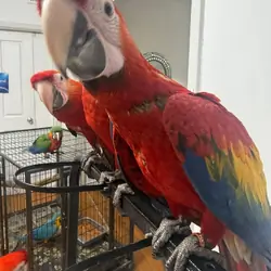 Scarlet macaws