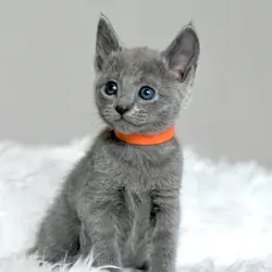 Russian Blue Kitten