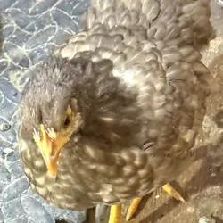 Serama Chickens