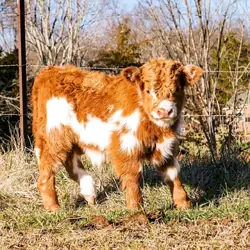Fluffy Little Farm Stars