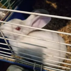 female rabbit