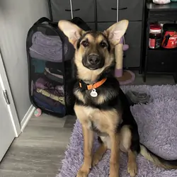 German Shepard (puppy-8 months)