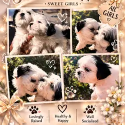 Shih Tzu Puppies – 3 Females Available 🐶💕