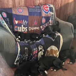 Aussie/Border Collie Puppies Needing 4Ever Homes