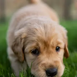 Cream golden retriever