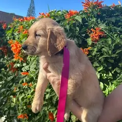 Golden retriever pups