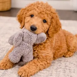 Goldendoodle