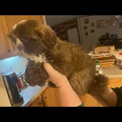 Ckc female shih tzu