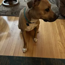 9 month old puppy with some training.