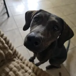 Catahoula leopard dog