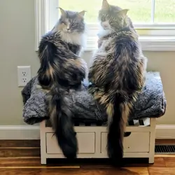 2 Beautiful Maine Coons
