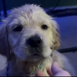 8 weeks All Female Golden Retrievers