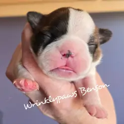 Boston Terrier puppies
