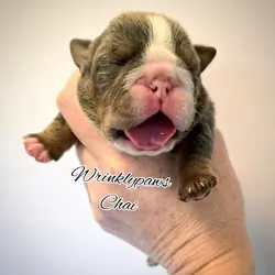English Bulldogs