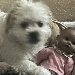 Rehoming