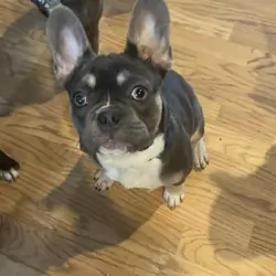 French Bulldog