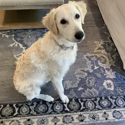 Golden Retriever/Kuvasz Puppy