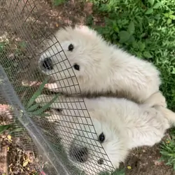 Great Pyrenees