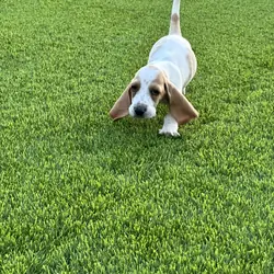 Basset hound pippies