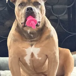 Male Pocket Bully Puppy