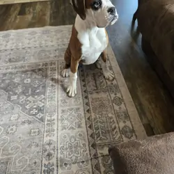 Boxer Puppies