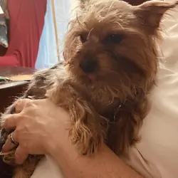 Yorkshire Terrier 1 year AKC