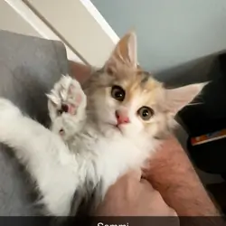 Maine Coon Kittens