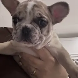 French bulldog