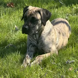 Presa Canario Lovers❣️🐕