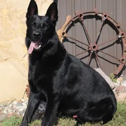 German Shepherd puppies AKC registered German Shep