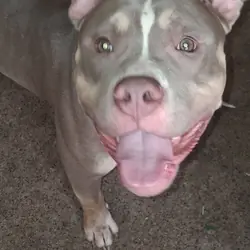 Xl bully