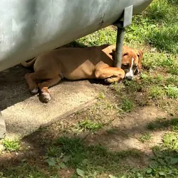 We have Boerboel × Presa Canario puppies 5 months