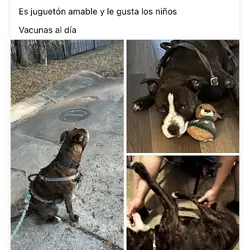 Dog