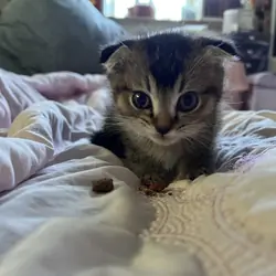 Scottish fold and straight kittens mix