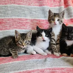 Friendly kittens
