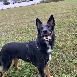 Drizzit, German Shepherd Collie Mix