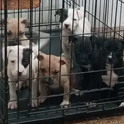 APBT: 2 males 2 Females Available