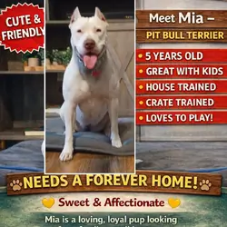 Pit bull terrier