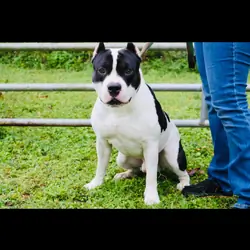 ABKC Registered American Bully Puppies
