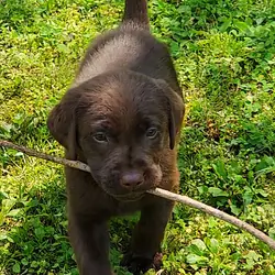 AKC Champion Bloodline Labrador Retriever Puppy!