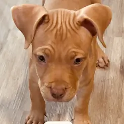 Puppies