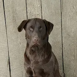 AKC Labrador Retriever Puppies!